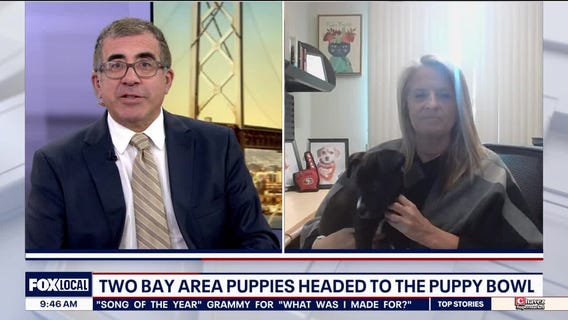 Puppy Bowl features 100 dogs from across country