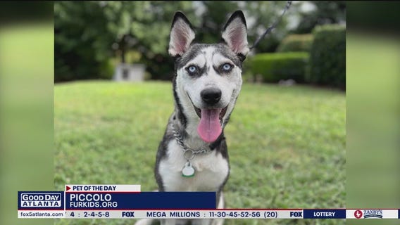 Pets of the Day from Furkids