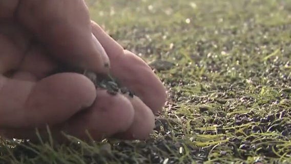 Santa Clara County weighs banning plastics in construction of athletic fields