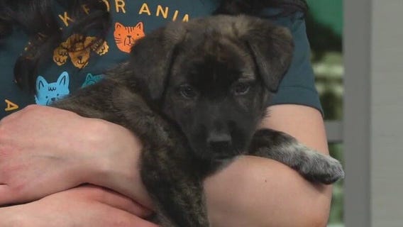 Volunteer week at Animal Humane Society