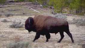 Florida man gored by bison at Yellowstone National Park