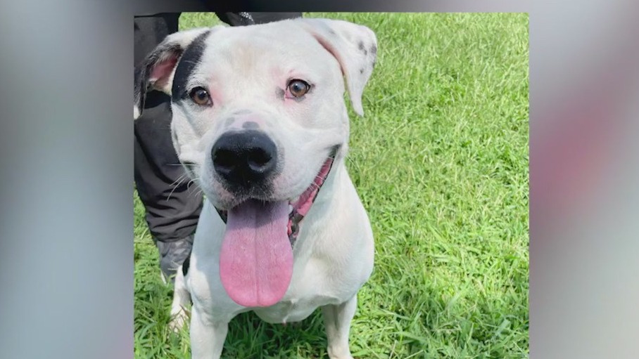 Meet Gooseberry and Baker: Tuesday's Pets of the Day