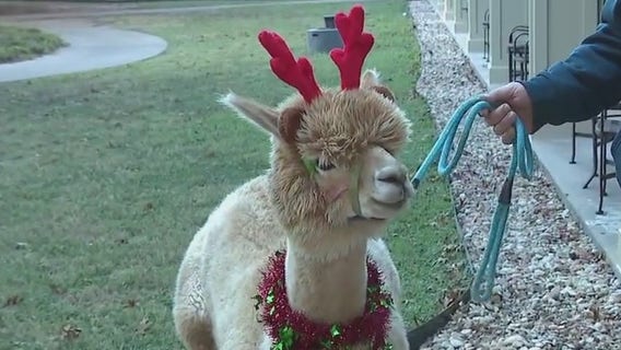 Holiday fun at Hyatt Lost Pines Resort and Spa