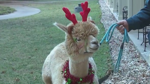 Holiday fun at Hyatt Lost Pines Resort and Spa