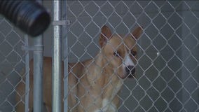 Fort Bend County animal shelter overcrowded