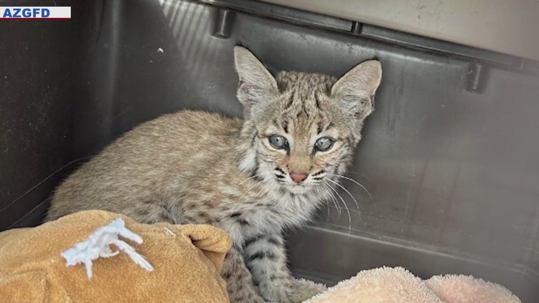 Bobcats rescued from home's bathroom and attic