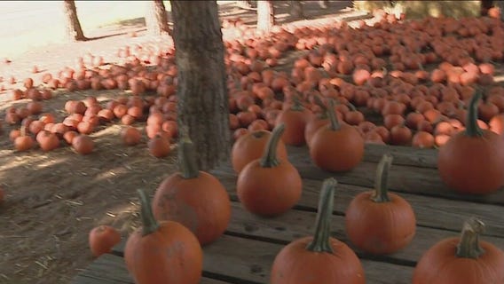Celebrate the fall season at Mother Nature's Farm in Gilbert