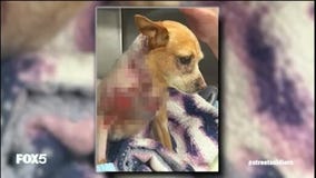 Penny?s Law: Should dog owners go to jail for attacks? | Street Soldiers with Lisa Evers