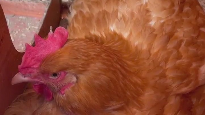 West Bend Elevator chicken sales up 50% as egg prices soar