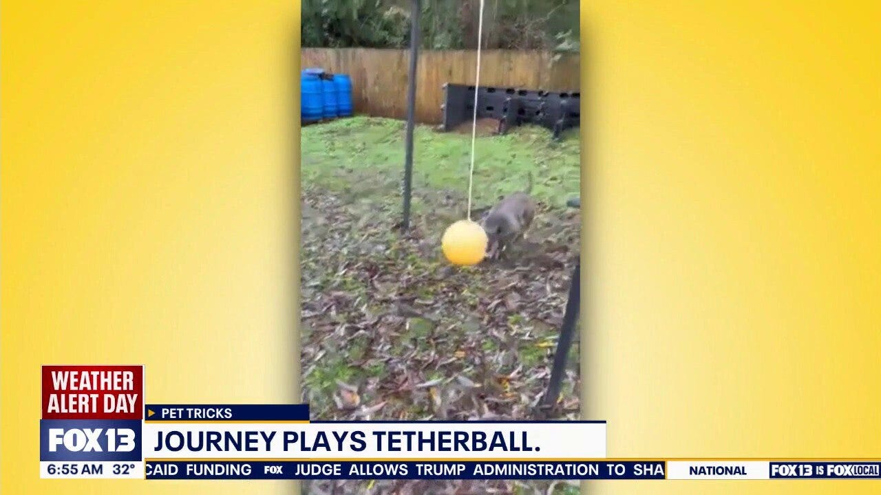 Pet Tricks for Wednesday, December 31