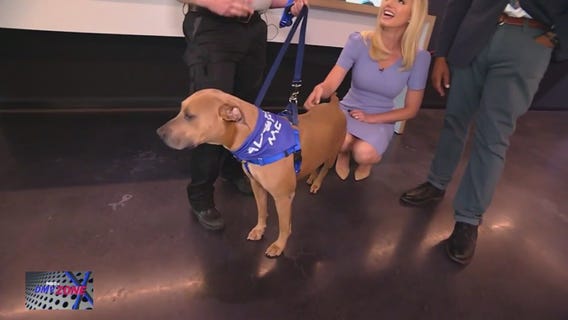 Adopt a furry friend in Montgomery County!