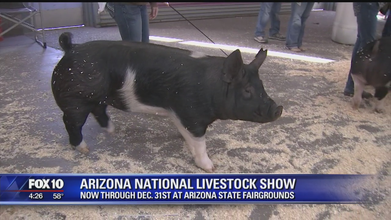 Cory's Corner: Arizona National Livestock Show