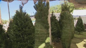 Tree lots open for the Christmas season in Phoenix