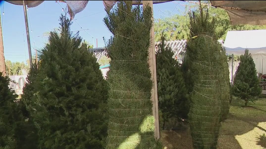 Tree lots open for the Christmas season in Phoenix