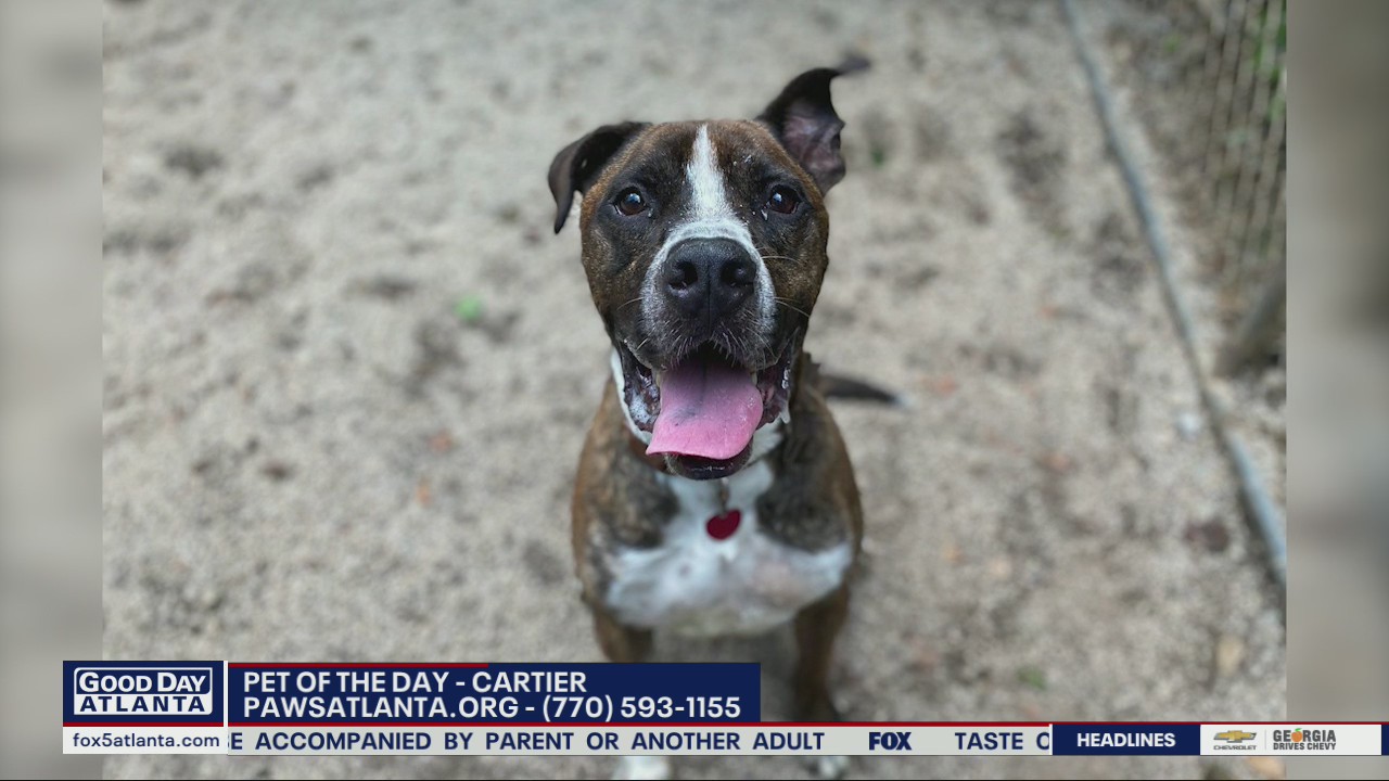 Pet of the Day from PAWS Atlanta