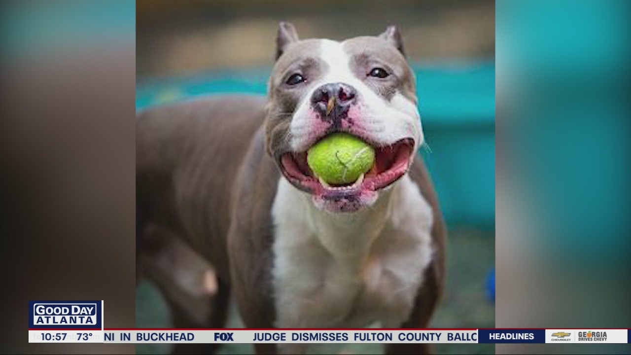 Pet of the Day from Paws Atlanta