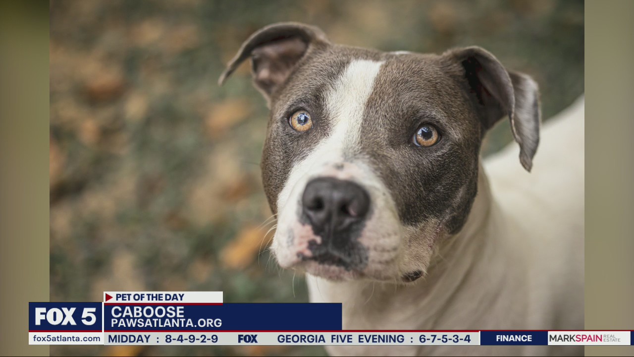 Pet of the Day from PAWS Atlanta