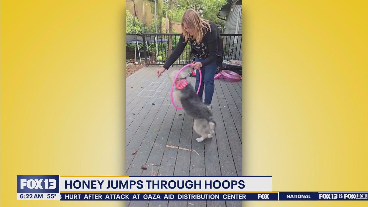 Pet Tricks for Wednesday, June 4