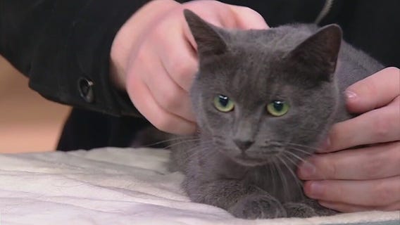 Meet Bella: Our Pet of the Day