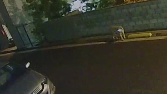 Man has close encounter with mountain lion P-22