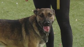 Dog of the Weekend: Gabi at Austin Animal Center