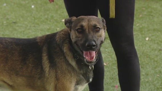 Dog of the Weekend: Gabi at Austin Animal Center