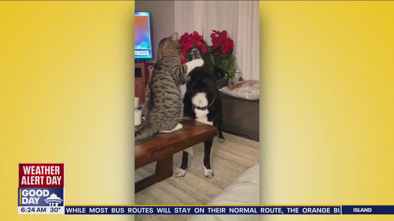 Pet Tricks for Tuesday, Feb. 27