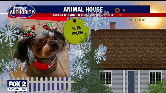 Welcome Maisy Mae, Lola, Khloe