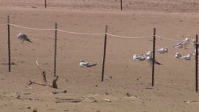 Piping plovers return to Chicago beaches