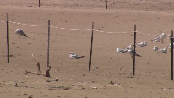 Piping plovers return to Chicago beaches