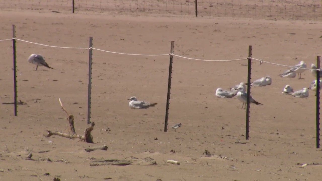 Piping plovers return to Chicago beaches