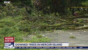 Downed trees in Mercer Island