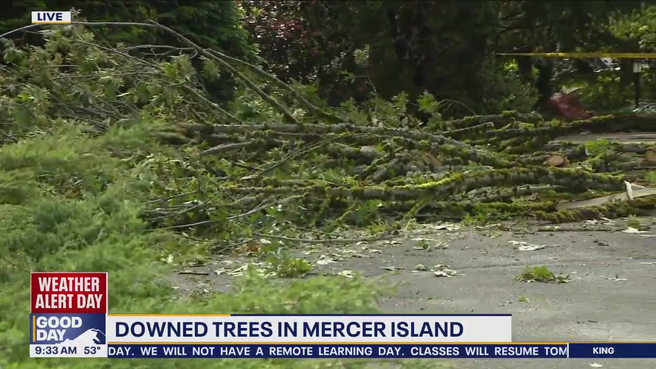 Downed trees in Mercer Island