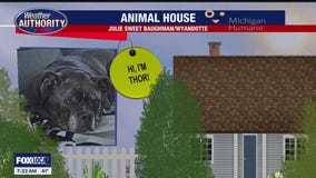 Welcome Thor, Missy, Betsy, Azul