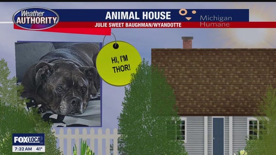 Welcome Thor, Missy, Betsy, Azul