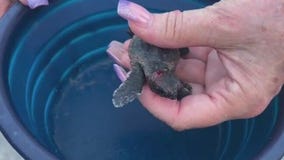 Helping sea turtle hatchlings in Brevard County