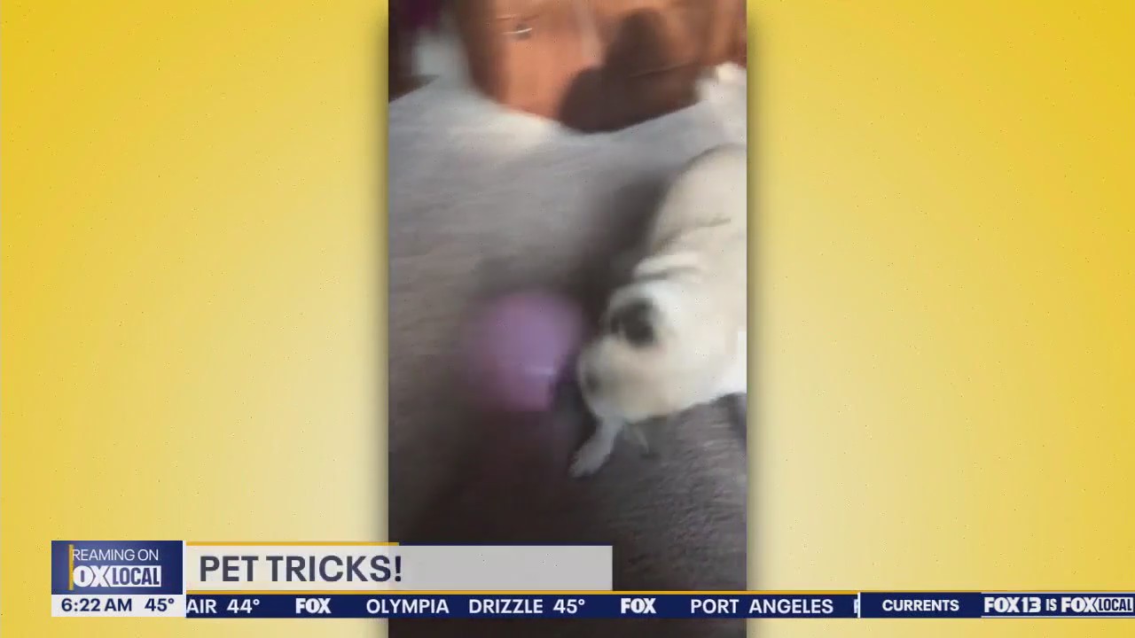Pet Tricks for Friday, March 21