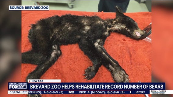 Brevard Zoo releases nearly 20 rehabilitated black bears