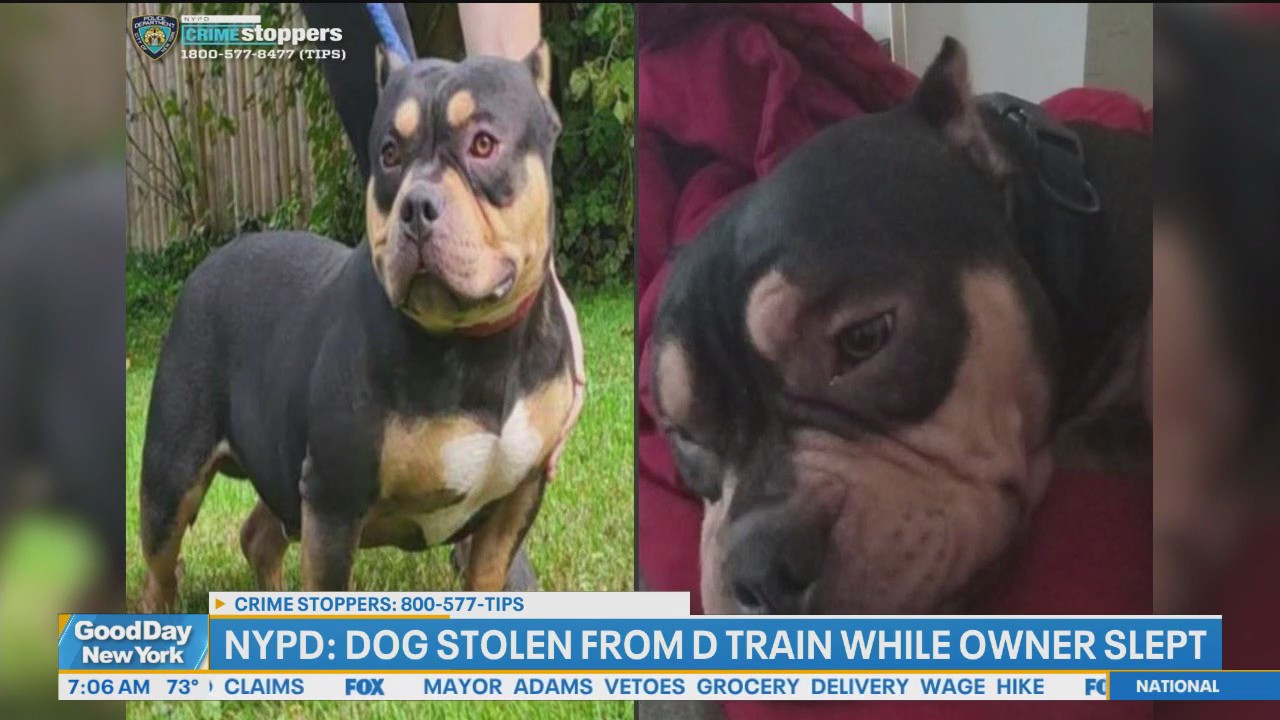 Dog stolen from D train while owner was asleep