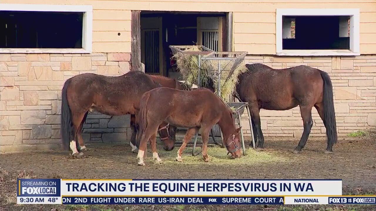 Two Washington horses diagnosed with equine herpes virus
