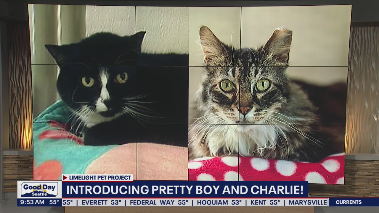 Pet of the Week: Pretty Boy and Charlie
