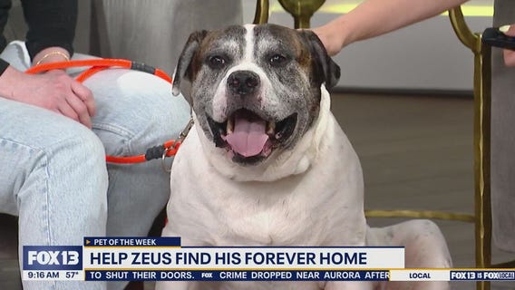 Pet of the Week: Zeus