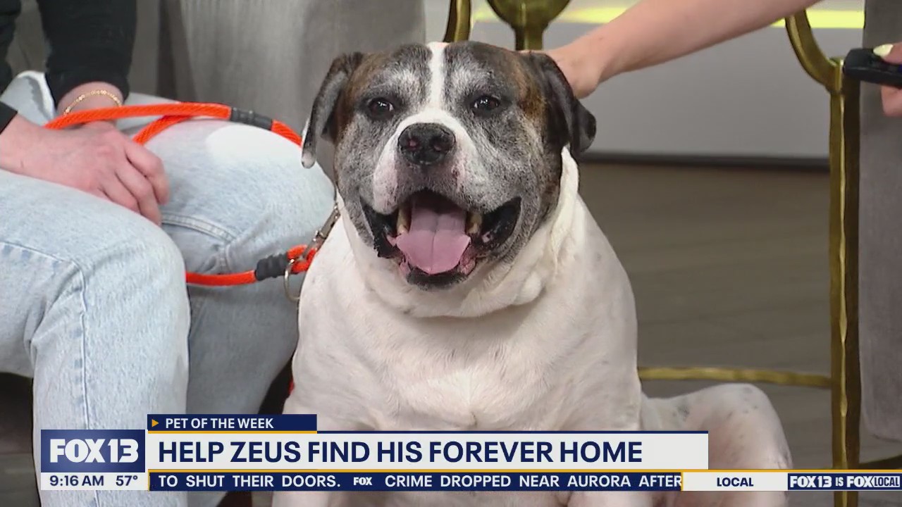 Pet of the Week: Zeus