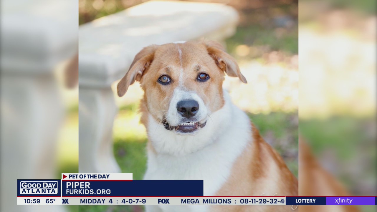 Pet of the Day from FurKids