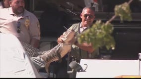 Alligators and venomous snakes seized at a home near Thousand Oaks