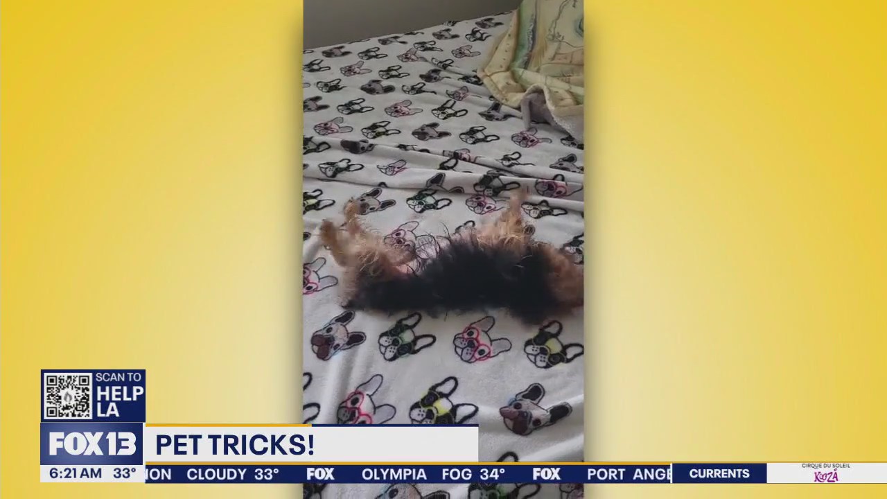 Pet Tricks for Monday, January 13