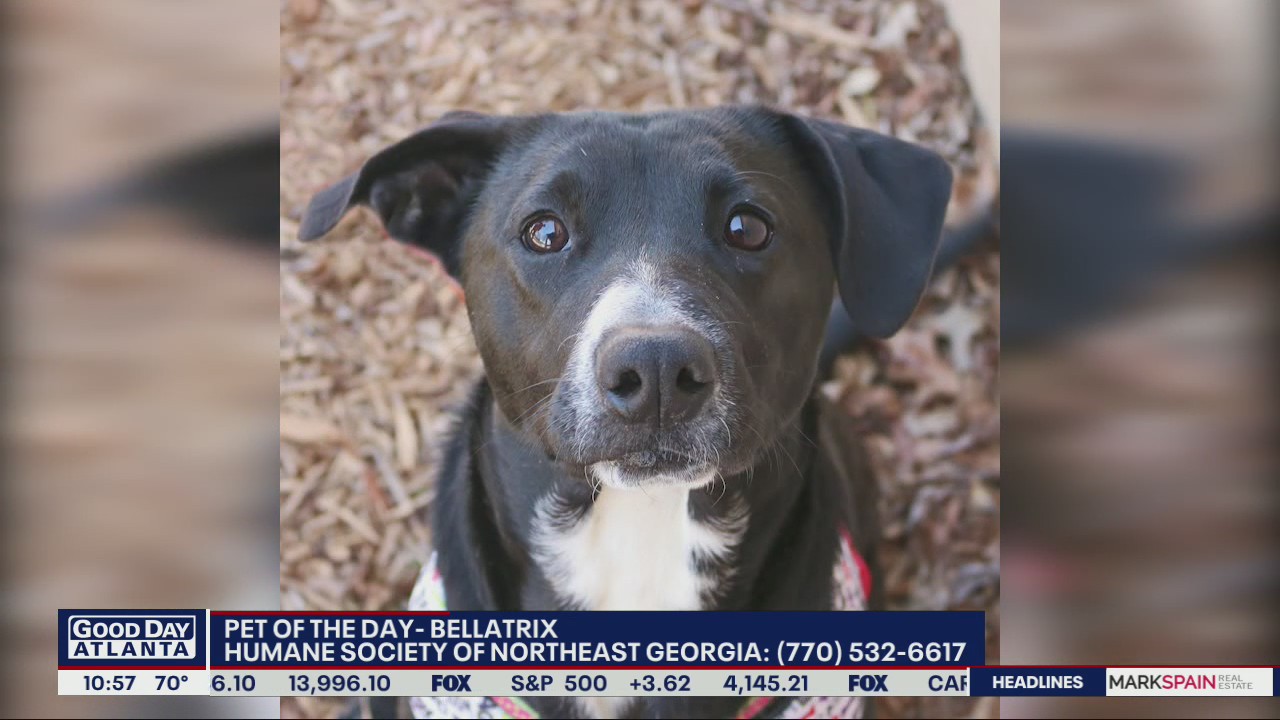 Pet of the Day from the Humane Society of Northeast Georgia