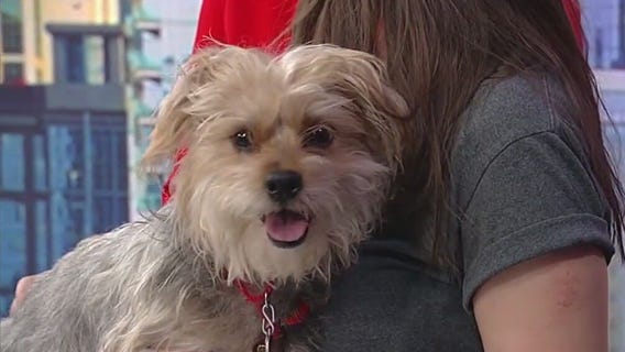 Meet Sasuke: Our Pet of the Day