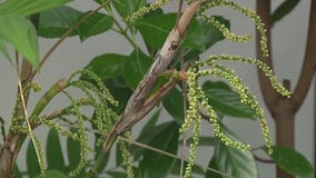 Hurricane impact on allergies