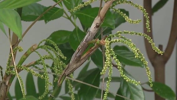 Hurricane impact on allergies